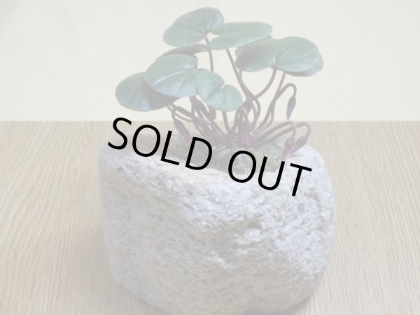 画像3: シクラメンコウム (3)