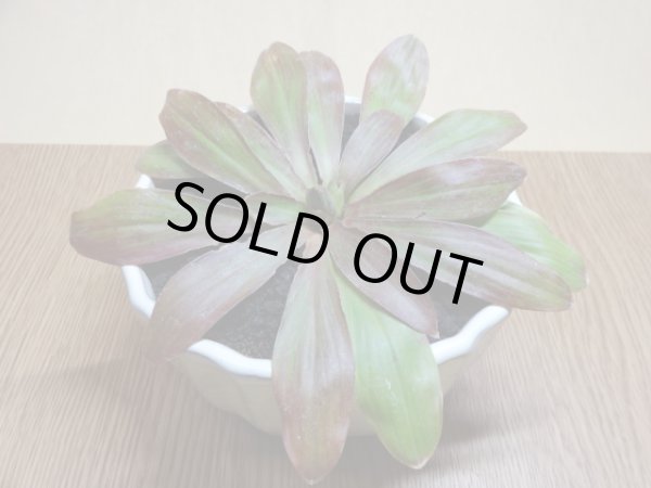 画像2: 青花ショウジョウバカマ (2)