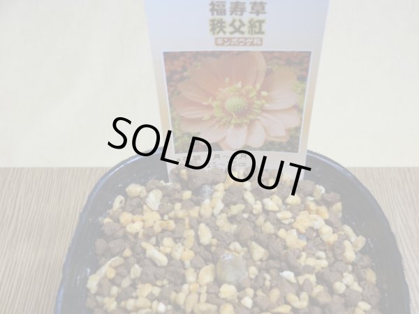 画像2: 福寿草 秩父紅(1芽) (2)