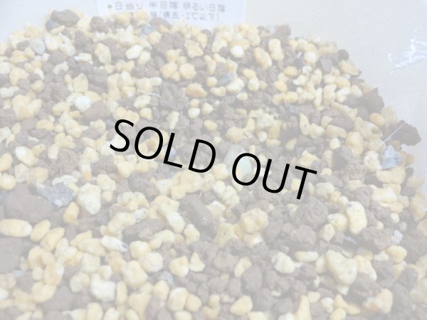 画像2: 台湾クマガイソウ (2)