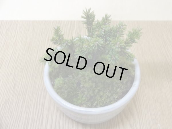 画像2: 八房蝦夷松(1) (2)