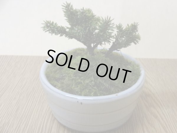 画像3: 八房蝦夷松(1) (3)