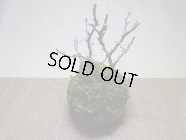 画像3: 苔玉(4) (3)