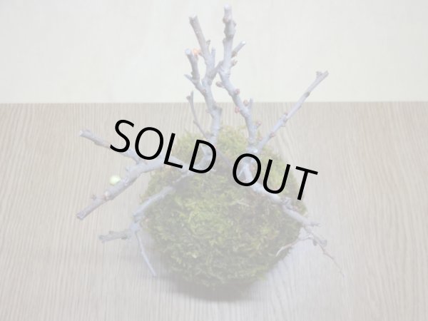 画像2: 苔玉(4) (2)