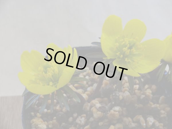 画像3: 黄花セツブンソウ (3)