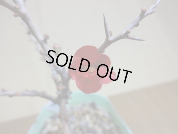 画像3: 八重咲長寿梅(c) (3)