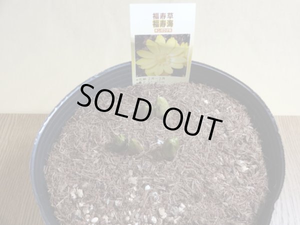 画像2: 福寿草 福寿海 5芽(b) (2)