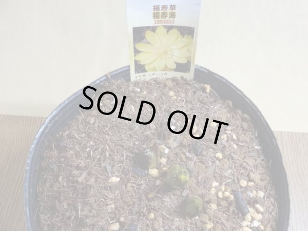 画像2:  福寿草 福寿海 5芽(c) (2)