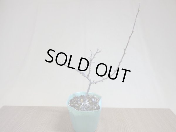 画像2: 八重咲長寿梅(b) (2)