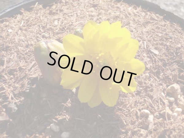 画像3: 福寿草 福寿海 5芽(b) (3)