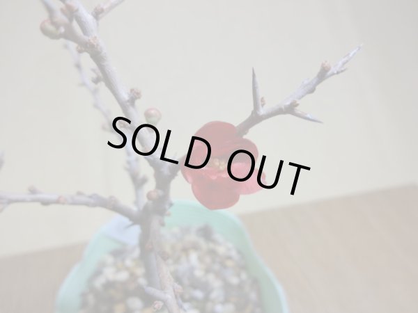 画像3: 八重咲長寿梅(b) (3)