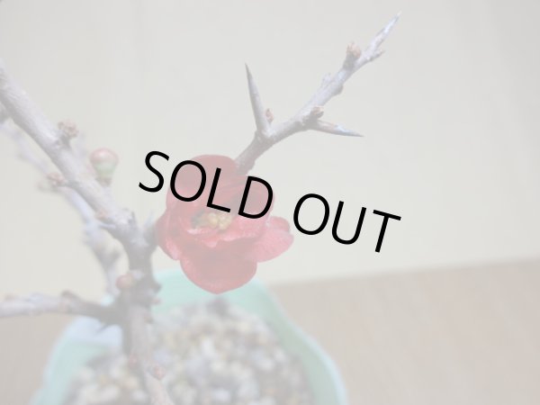 画像3: 八重咲長寿梅(a) (3)