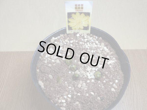 画像2: 福寿草 福寿海 5芽(a) (2)