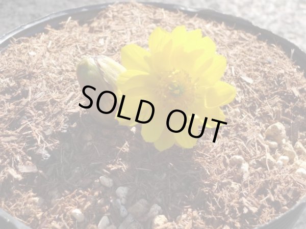 画像3: 福寿草 福寿海 5芽(a) (3)