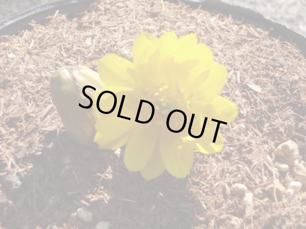 画像3:  福寿草 福寿海 5芽(c) (3)