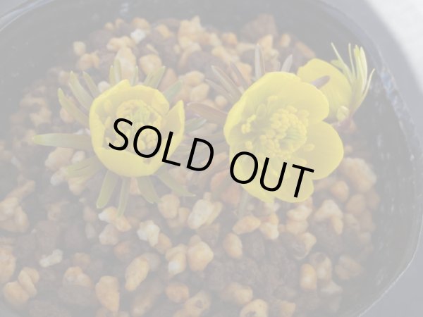 画像2: 黄花セツブンソウ (2)