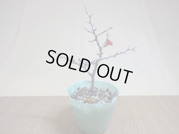 画像2: 八重咲長寿梅(a) (2)