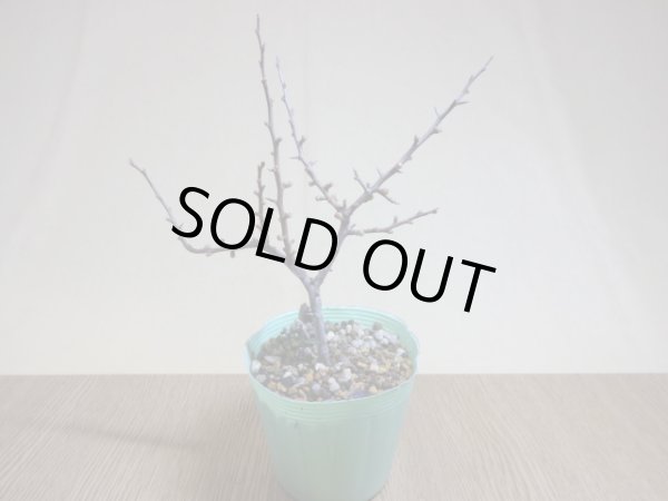 画像2: 八重咲長寿梅(c) (2)