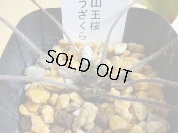 画像2: 雪割草 千重咲 山王桜 (2)