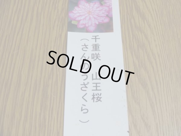 画像3: 雪割草 千重咲 山王桜 (3)