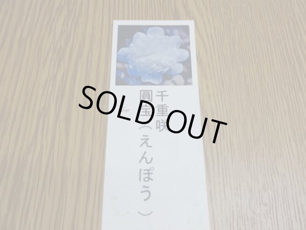 画像3: 雪割草 千重咲 圓宝 (3)