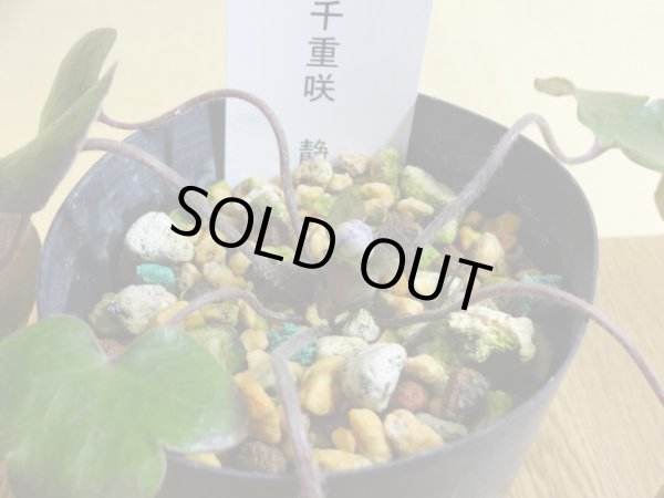 画像2: 雪割草 千重咲 静 (2)