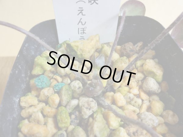 画像2: 雪割草 千重咲 圓宝 (2)