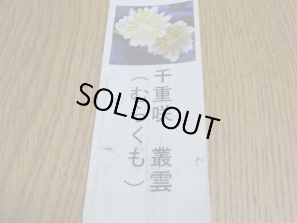 画像3: 雪割草 千重咲 叢雲 (3)