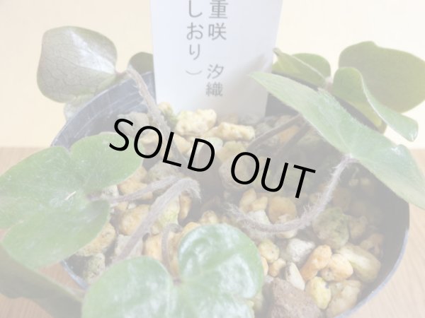 画像2: 雪割草 千重咲 汐織 (2)