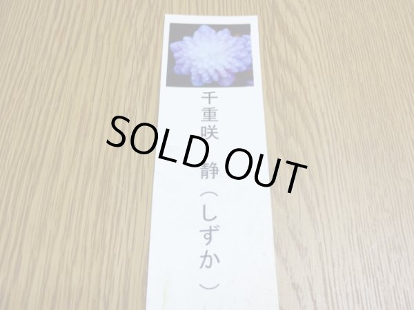 画像3: 雪割草 千重咲 静 (3)