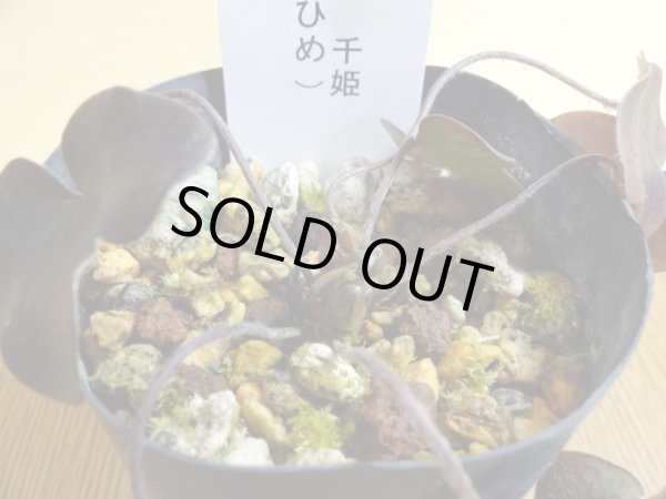 画像2: 雪割草 千重咲 千姫 (2)