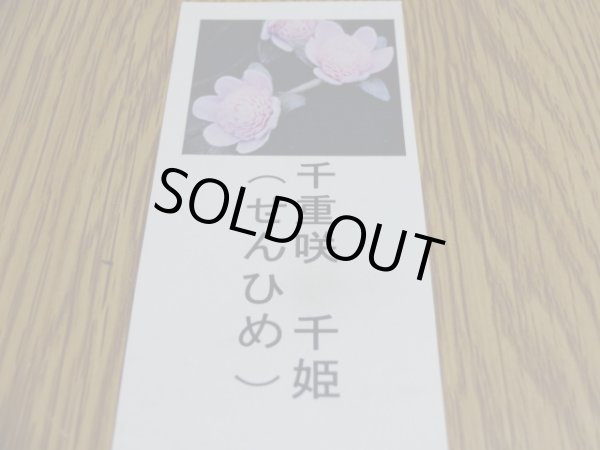 画像3: 雪割草 千重咲 千姫 (3)