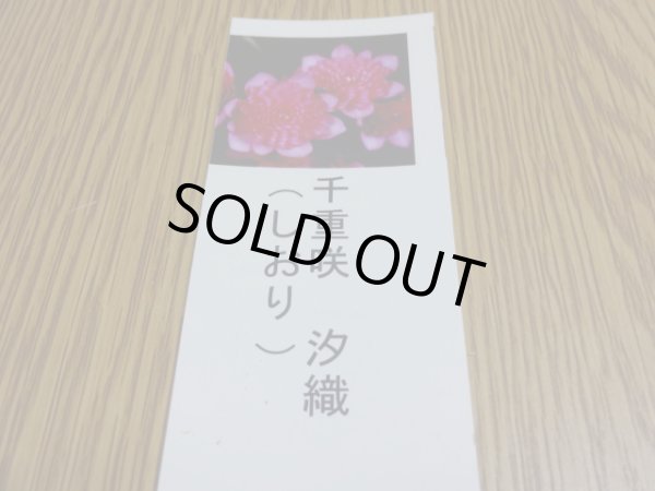 画像3: 雪割草 千重咲 汐織 (3)