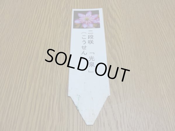 画像3: 雪割草 二段咲 光泉 (3)