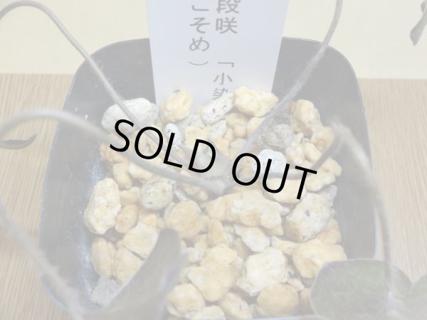 画像2: 雪割草 二段咲 小染 (2)