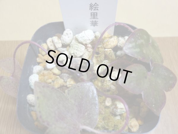 画像2: 雪割草 二段咲 絵里華 (2)