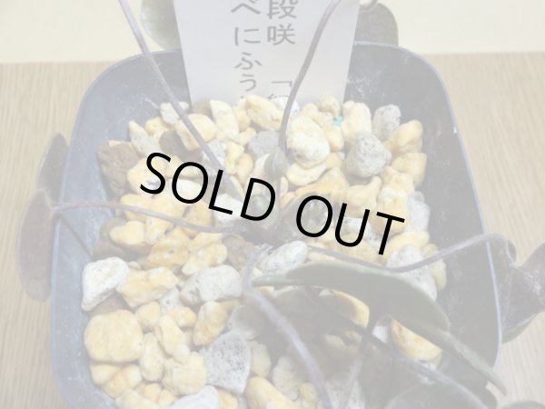 画像2: 雪割草 二段咲 紅風車 (2)