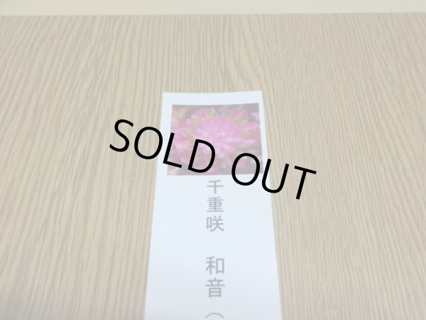 画像3: 雪割草 千重咲 和音 (3)