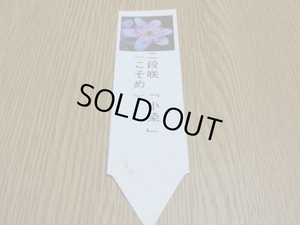 画像3: 雪割草 二段咲 小染 (3)