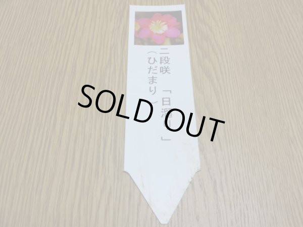 画像3: 雪割草 二段咲 日溜り (3)