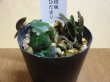 画像2: 雪割草 二段咲 日溜り (2)