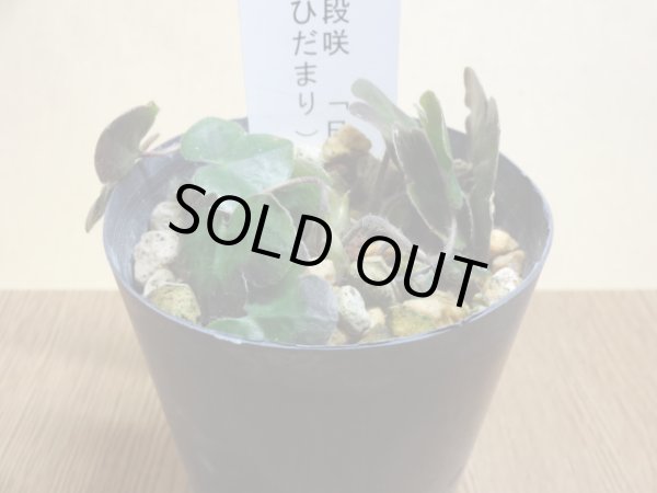 画像2: 雪割草 二段咲 日溜り (2)