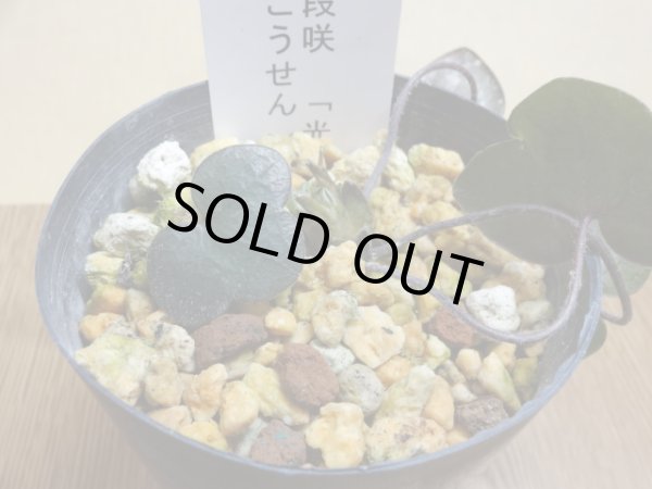 画像2: 雪割草 二段咲 光泉 (2)