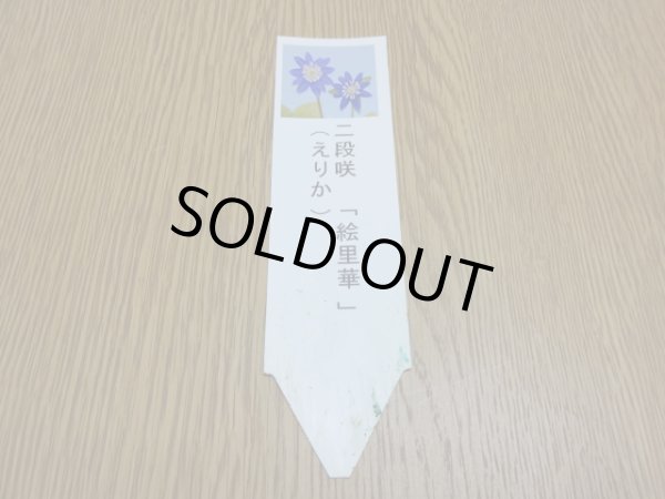 画像3: 雪割草 二段咲 絵里華 (3)