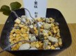 画像2: 雪割草 千重咲 和音 (2)