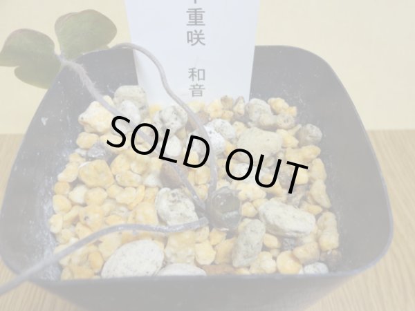 画像2: 雪割草 千重咲 和音 (2)