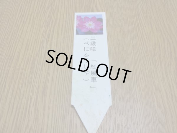 画像3: 雪割草 二段咲 紅風車 (3)