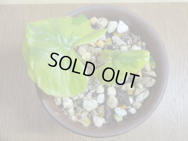 画像3: 斑入りトウゲブキ (3)