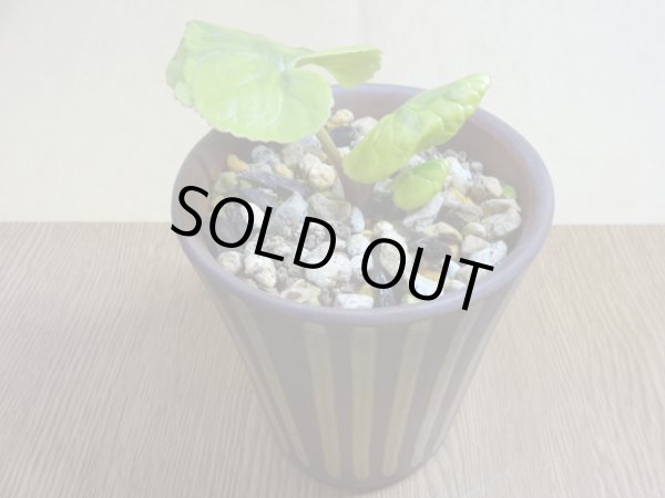 画像2: 斑入りトウゲブキ (2)