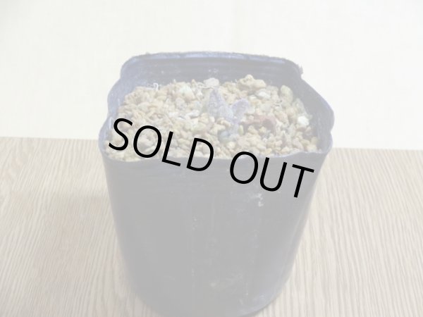 画像2: 濃色四国カッコソウ (2)